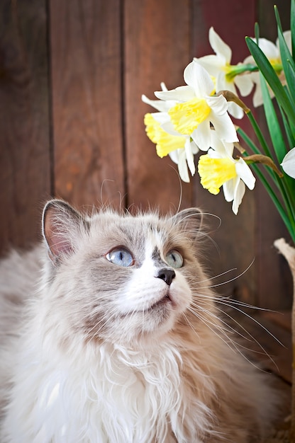 Photo Gratis kucing ras ragdoll dan vas bunga narsis