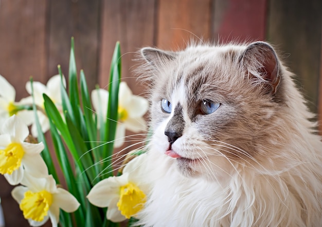 Photo Gratis kucing ras ragdoll dan vas bunga narsis