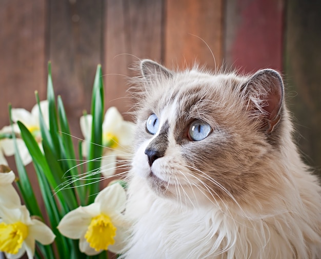 Photo Gratis kucing ras ragdoll dan vas bunga narsis