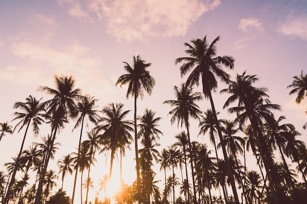 Foto gratuito palmera de coco