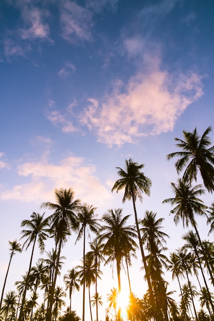 Foto gratuito palmera de coco