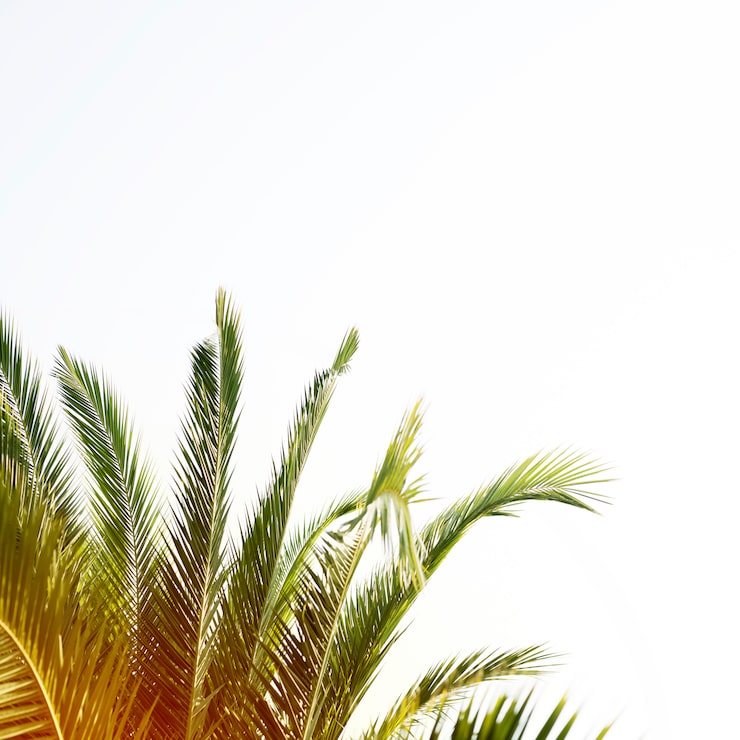 Foto gratuito palmera con espacio de copia