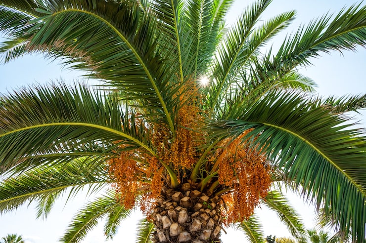 Foto gratuito palmera con sol rompiendo las ramas verdes.