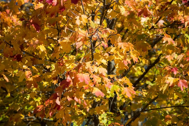 Photo Gratis pemandangan daun maple