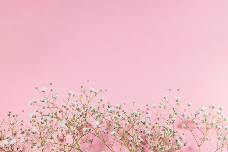 Foto gratuito pequeñas flores blancas en flor sobre un fondo rosado