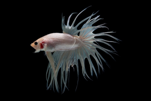 Foto gratuito pez betta