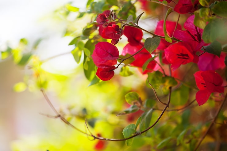 Foto gratuito planta de la especie bougainvillea glabra