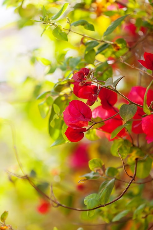 Foto gratuito planta de flores rosadas