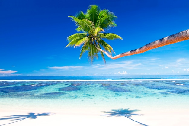 Foto gratuito playa tropical en samoa