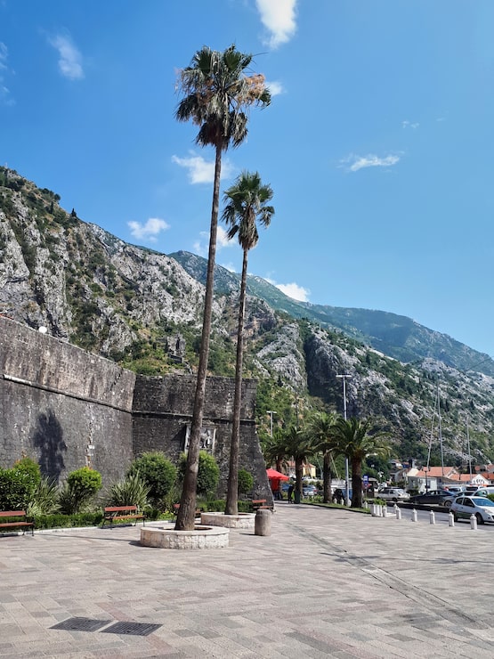 Foto gratuito plaza con palmeras en kotor, montenegro