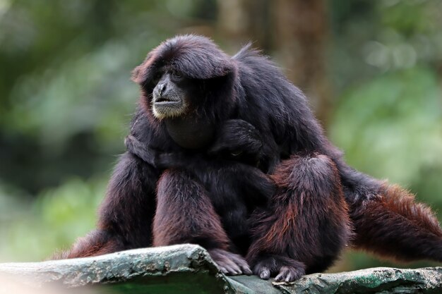 Foto gratuito primate en un árbol