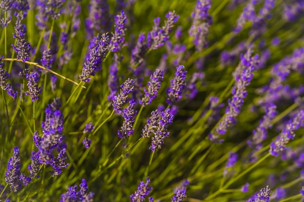 Foto gratuito primer plano de un campo de lavanda