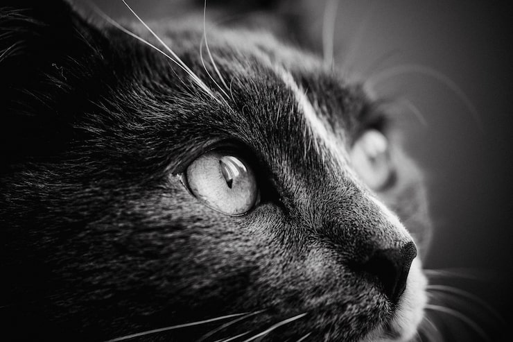 Foto gratuito primer plano de una cara linda de un gato
