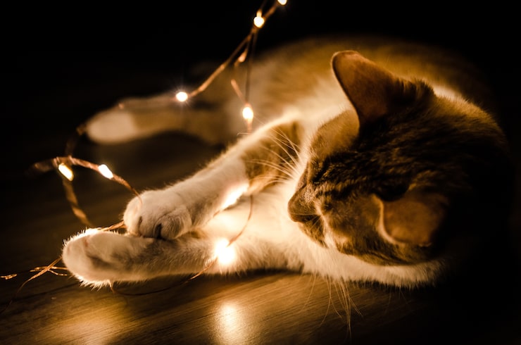 Foto gratuito primer plano de un gato jugando una luz de serie naranja en la oscuridad