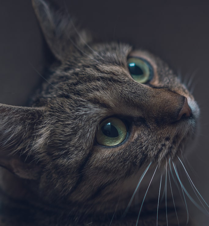 Foto gratuito primer plano de un lindo gato gris doméstico mirando hacia arriba con hermosos ojos grandes