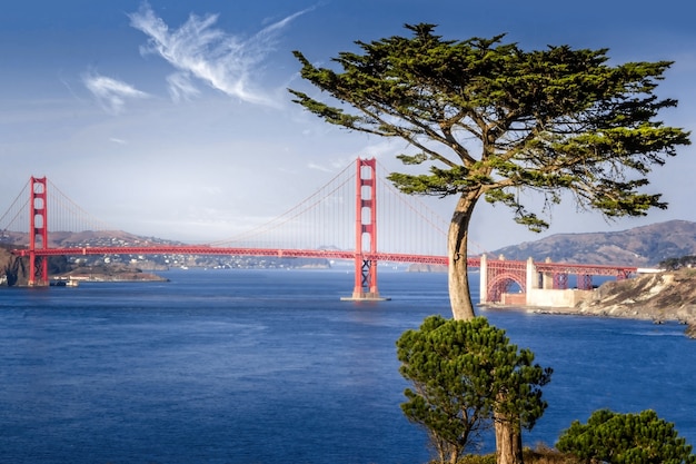 Foto gratuito puente golden gate enmarcado por un ciprés