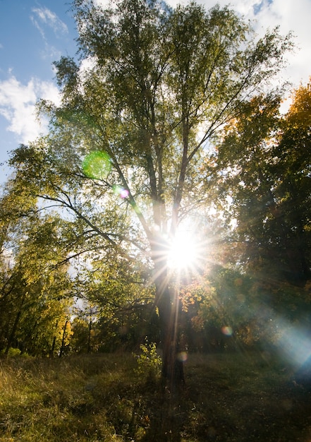 Foto gratuito rayo de sol