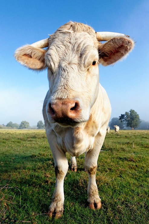 Foto gratuito retrato de gran vaca blanca en la mañana