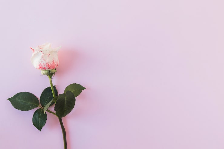 Foto gratuito rosa maravillosa fresca