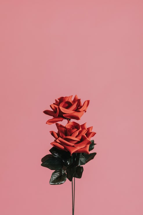 Foto gratuito rosas rojas artificiales