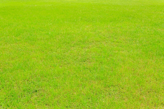 Photo Gratis rumput hijau