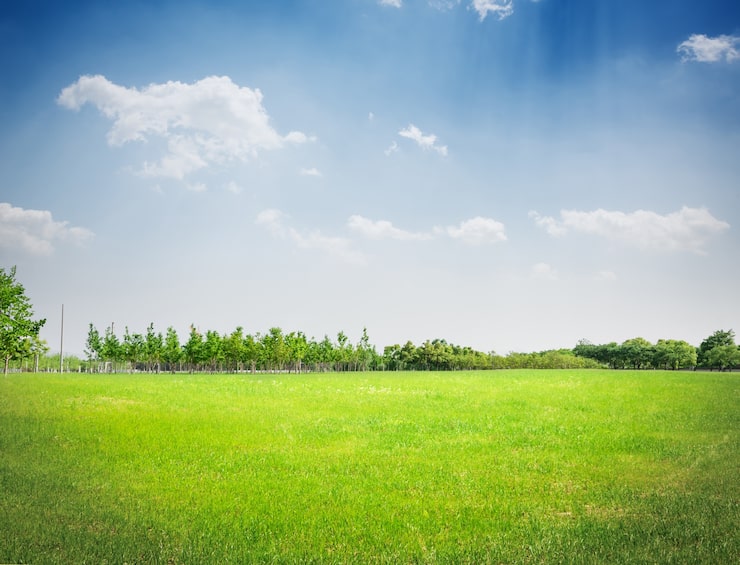 Photo Gratis rumput taman