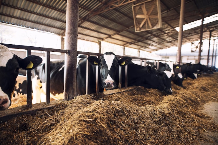 Photo Gratis sapi lucu yang penasaran melihat ke kamera sementara sapi lain memakan jerami di latar belakang di peternakan sapi