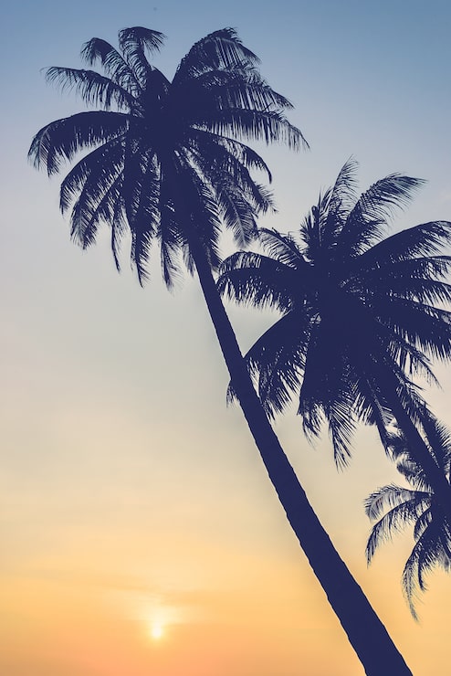 Foto gratuito siluetas de palmeras al atardecer