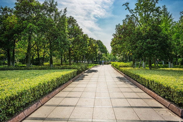 Photo Gratis taman