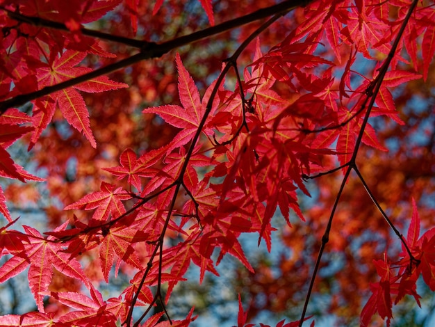 Photo Gratis tampilan dekat pohon maple kaisar merah