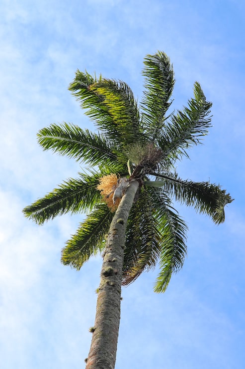 Foto gratuito tiro de ángulo bajo de la alta palmera brillando bajo el cielo azul