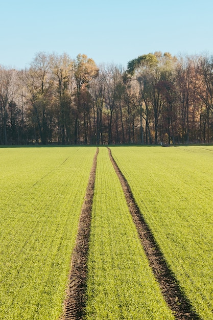 Foto gratuito tomada vertical de un campo que conduce a un bosque durante el día
