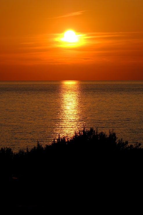 Foto gratuito tomada vertical de una silueta de los árboles cerca del mar que refleja el sol