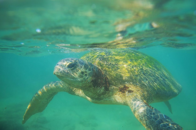 Foto gratuito tortuga