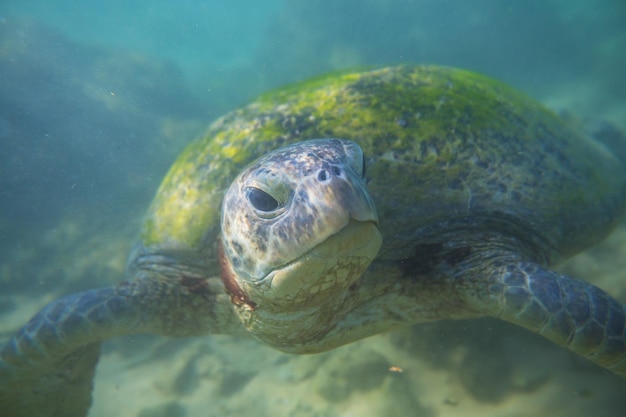 Foto gratuito tortuga