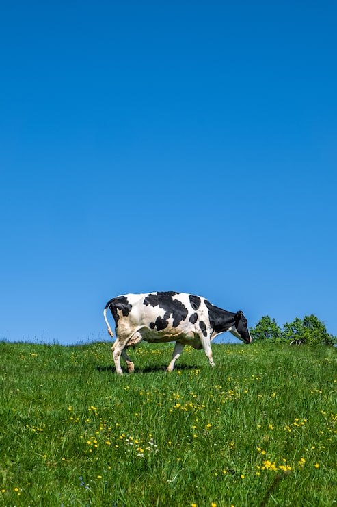 Foto gratuito vaca negra y blanca pastando en el pasto durante el día