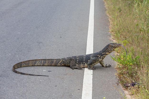 Photo Gratis varanus