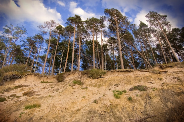 Foto gratuito alberi visto da giù per la collina