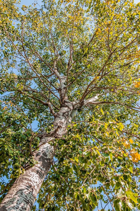 Foto gratuito albero e cielo