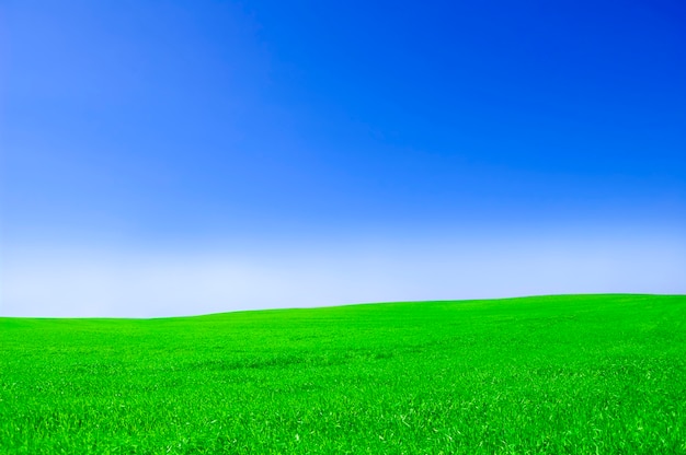 Foto gratuito campo di erba