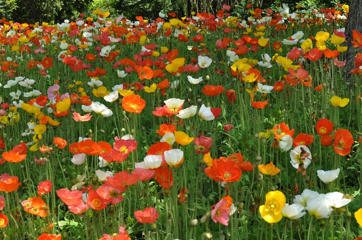 Foto gratuito campo di papavero