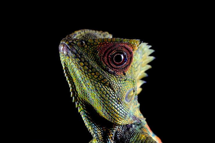 Foto gratuito dragone della foresta lucertola femmina sul ramo con sfondo nero