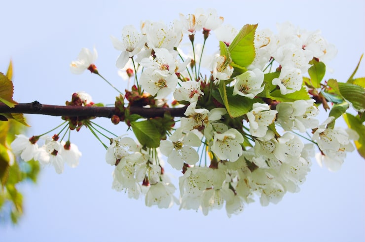 Foto gratuito fiori bianchi in un ramo di albero
