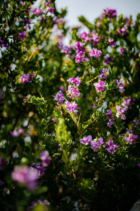 Foto gratuito fiori dai petali rosa