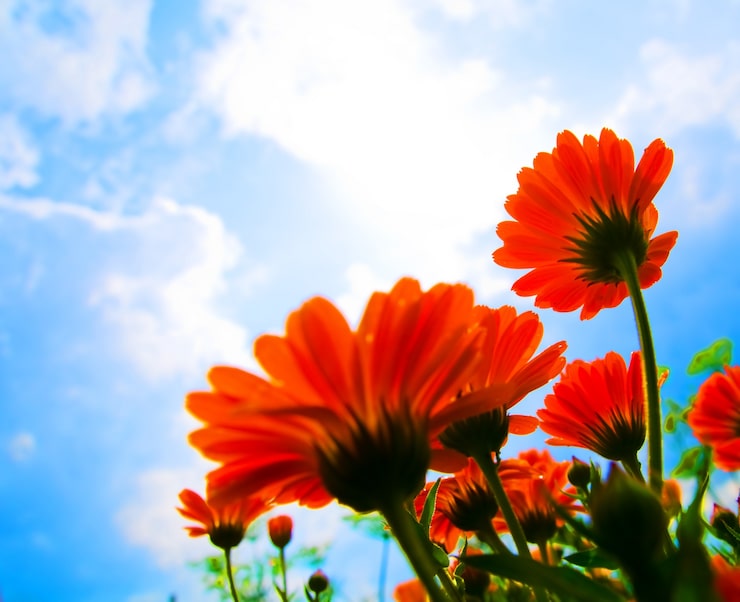 Foto gratuito fiori rossi e nuvole