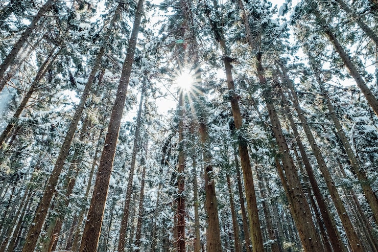 Foto gratuito foresta di neve in giappone