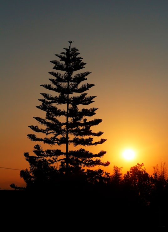 Foto gratuito grande albero con tramonto dietro