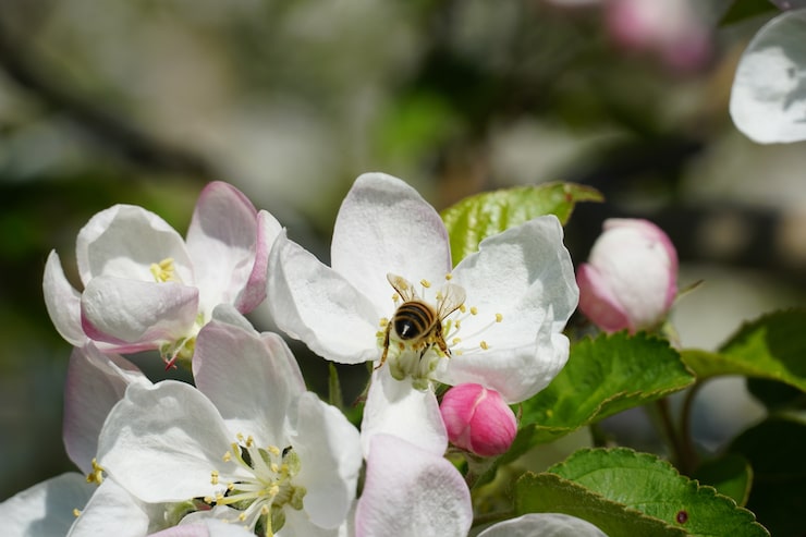 Foto gratuito il miele delle api su un fiore bianco con uno sfondo sfocato