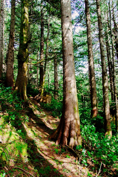 Foto gratuito incredibile scenario di una bellissima foresta