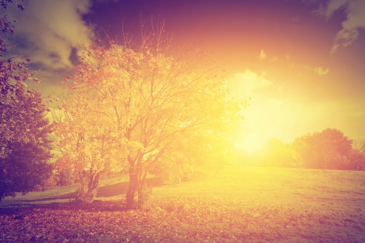 Foto gratuito l'albero al tramonto
